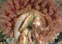 Dahlia anemone ingesting a crab.
Menai Straits, N. Wales... by Mark Thomas 
